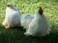 /album/galinaceos-miniaturas/mini-cochim-branco-1-jpg/